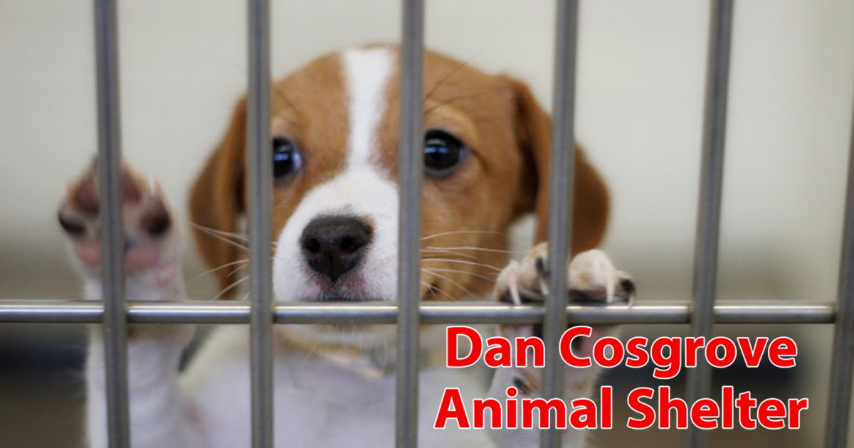 Cosgrove Animal Shelter